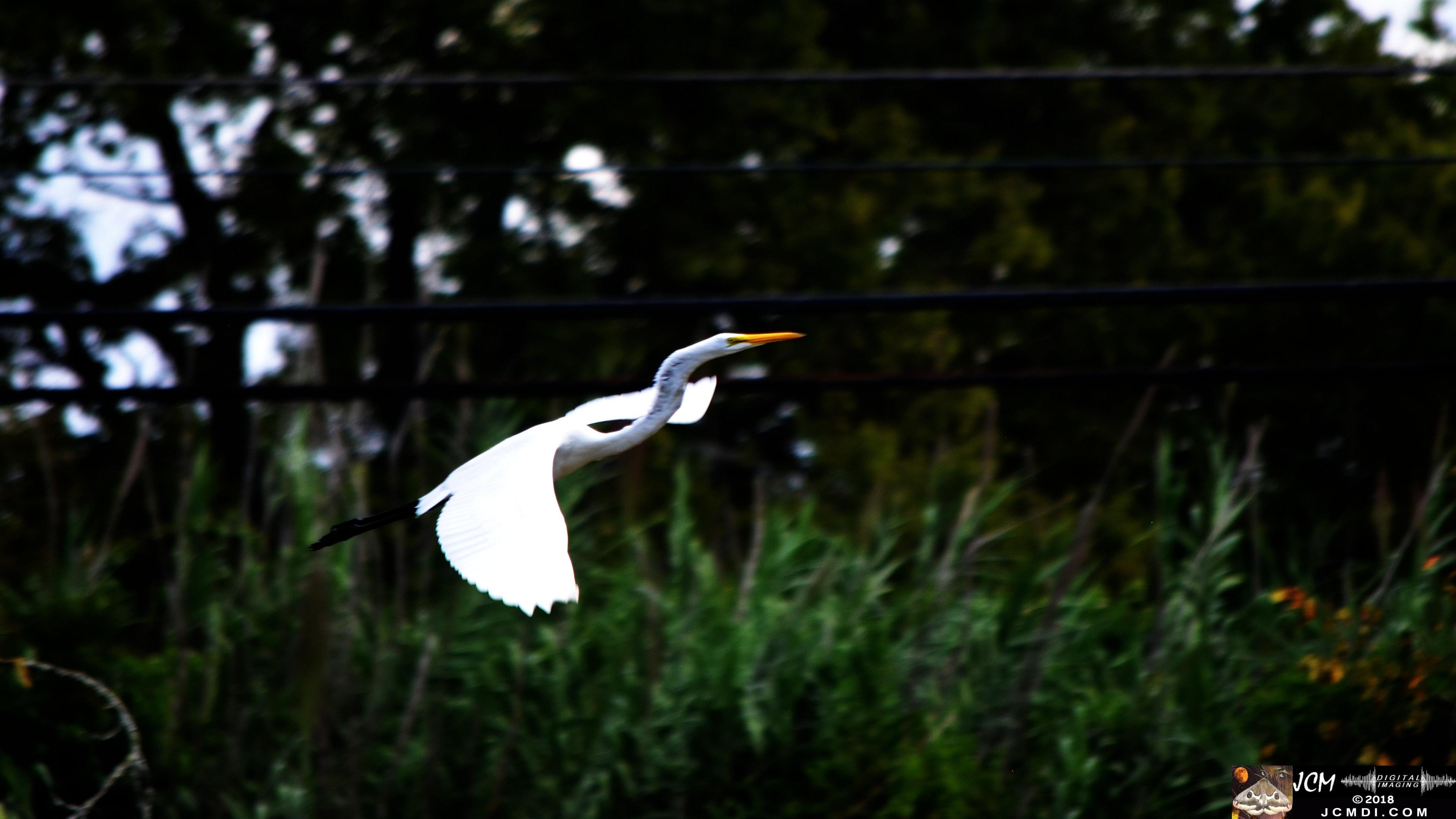A White Egret taking off at Old Hickory Lake.jpg